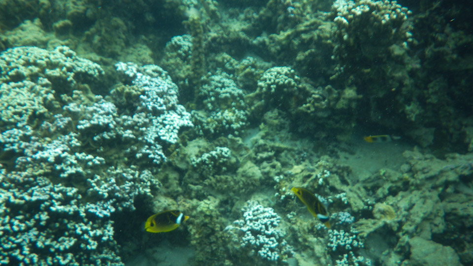 IMGP0075.jpg Sous l eau - Tahiti - Copyright : See Otherwise 2012 - 2025